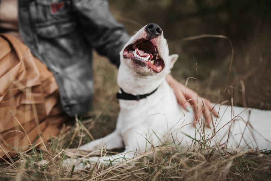 white dog lying on grass