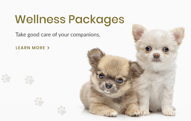 Learn How Pet Wellness Plans Save Money