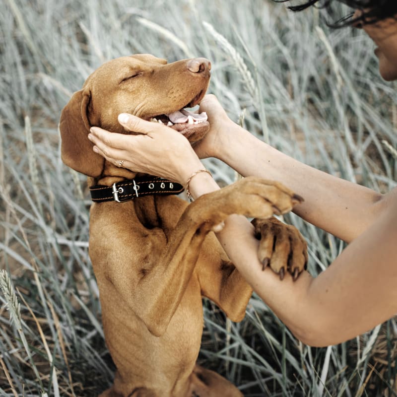 Medical Pet Boarding for Cats & Dogs, Statesboro Vet