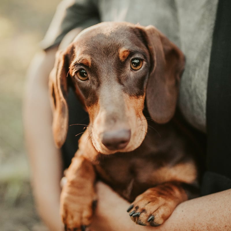 Cat & Dog Wellness Exams in Statesboro