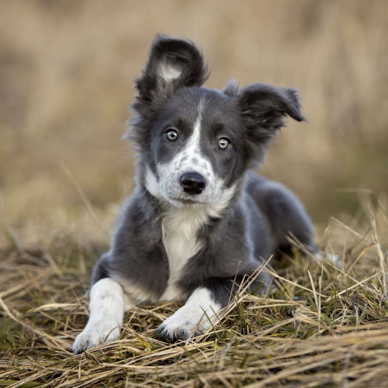 Veterinary Surgery in Statesboro Vet