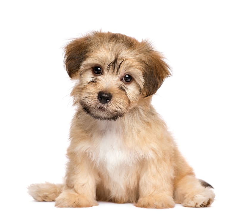 Puppies, Statesboro Bulloch Regional Veterinary Hospital